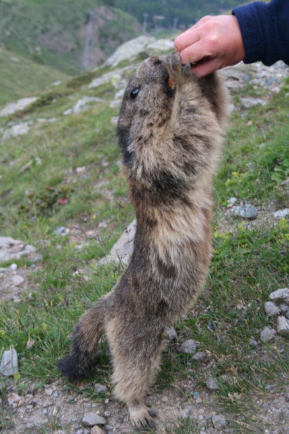 Fauna delle Alpe